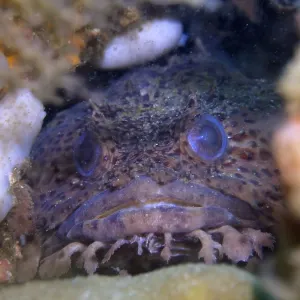 Gulf Toadfish Peeking Out of Coral Reef Print Gulf Toadfish Peeking Out of Coral Reef Print