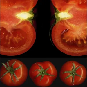 Tomatoes Print on Black Square Frame Tomatoes Print on Black Square Frame