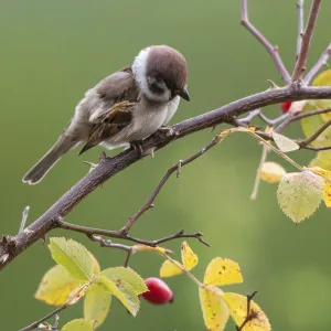 Tree Sparrow on Dog Rose Print Tree Sparrow on Dog Rose Print