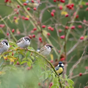 Tree sparrow on dog rose, Print Tree sparrow on dog rose, Print