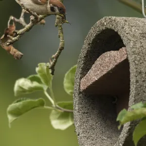 Tree Sparrow, Passer Montanus Print - Garden Bird Portrait Tree Sparrow, Passer Montanus Print - Garden Bird Portrait