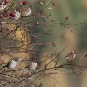 Tree Sparrow Print, Passer Montanus in Autumn Tree Sparrow Print, Passer Montanus in Autumn