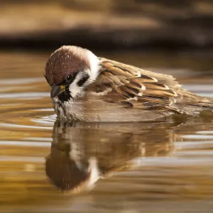 Tree Sparrow Print - Passer Montanus at Bird Bath Tree Sparrow Print - Passer Montanus at Bird Bath