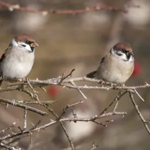 Tree Sparrow Print, Passer Montanus in Autumn Tree Sparrow Print, Passer Montanus in Autumn