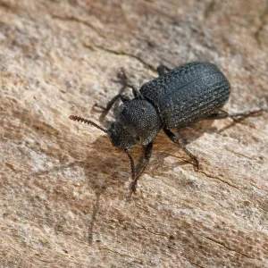 Bolitophagus Reticulatus Print, Coleoptera Insect Beetle Bolitophagus Reticulatus Print, Coleoptera Insect Beetle