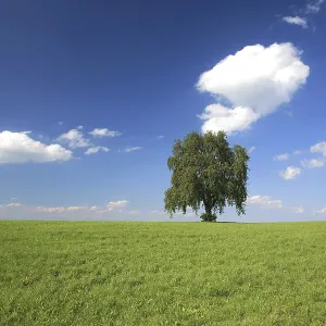 Tree in a Summer Setting Print, Altnau Switzerland Tree in a Summer Setting Print, Altnau Switzerland