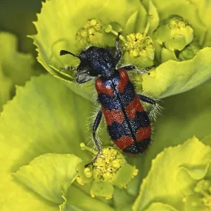 Trichodes alvearius Print - Bee Wolf Insect Photo Trichodes alvearius Print - Bee Wolf Insect Photo