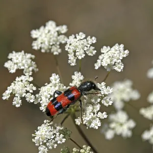 Trichodes apiarius Print - Bee Wolf Insect Species Trichodes apiarius Print - Bee Wolf Insect Species
