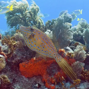 Print of Script Filefish in Key Largo, Florida