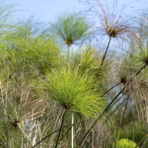 Papiro vero (Cyperus papyrus) Papiro vero (Cyperus papyrus)