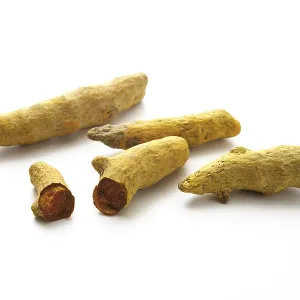 Tumeric (Curcuma longa) Print Tumeric (Curcuma longa) Print