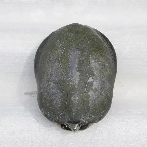 Print of an Ordinary River Tortoise Hiding in its Shell Print of an Ordinary River Tortoise Hiding in its Shell