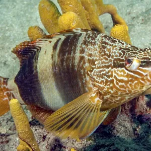 Fotografía subacuática de un pez escritor (Serranus scriba). Fotografía subacuática de un pez escritor (Serranus scriba).