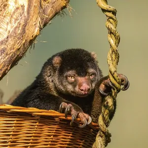 Bear Cuscus Print - Sulawesi Island Marsupial Bear Cuscus Print - Sulawesi Island Marsupial