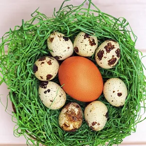 Various Eggs in a Green Easter Nest Print Various Eggs in a Green Easter Nest Print