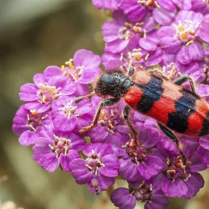 Vibrant Beetle on Pink Yarrow Print Vibrant Beetle on Pink Yarrow Print