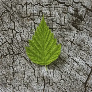 Vibrant Green Leaf Print on Cracked Tree Stump Vibrant Green Leaf Print on Cracked Tree Stump