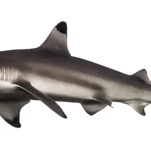 Side View of a Blacktip Reef Shark Print Side View of a Blacktip Reef Shark Print