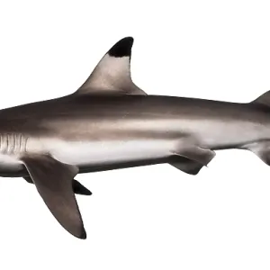 Blacktip Reef Shark Side View Print Blacktip Reef Shark Side View Print