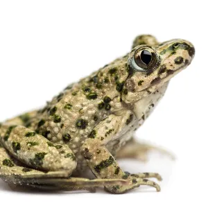 Side View Print of Common Parsley Frog Pelodytes punctatus Side View Print of Common Parsley Frog Pelodytes punctatus