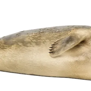 Side View of a Common Seal Print, Phoca vitulina Side View of a Common Seal Print, Phoca vitulina