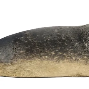 Side View of an 8-Month-Old Common Seal Print Side View of an 8-Month-Old Common Seal Print