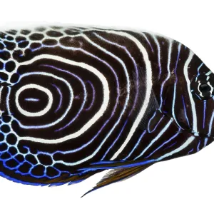 Emperor Angelfish Side View Print Emperor Angelfish Side View Print