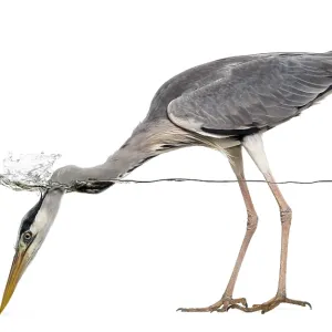 Grey Heron Side View Print, Isolated on White Grey Heron Side View Print, Isolated on White
