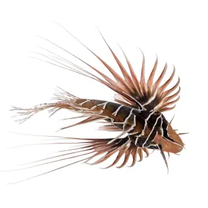 Visuale dall'alto di un pesce fuoco Broadbarred. Visuale dall'alto di un pesce fuoco Broadbarred.