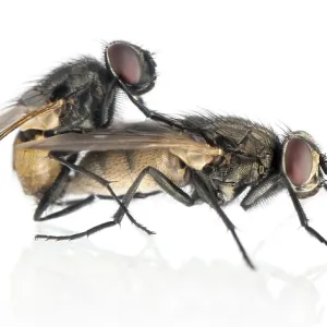 Side View of Copulating House Flies Print, Muscidae Side View of Copulating House Flies Print, Muscidae