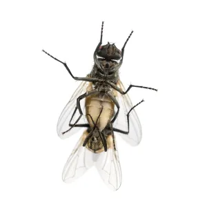 View from Below: House Flies Copulating Print View from Below: House Flies Copulating Print