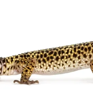 Side View Print of Leopard Gecko Eublepharis macularius Side View Print of Leopard Gecko Eublepharis macularius