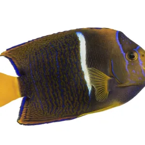 Side View of a Passer Angelfish Print Side View of a Passer Angelfish Print