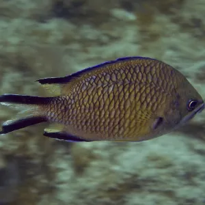 Atlantic Damselfish Side View Print, Gran Canaria Atlantic Damselfish Side View Print, Gran Canaria