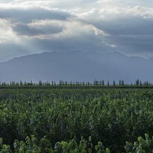 Vineyard Print: Uco Valley, Mendoza, Argentina Vineyard Print: Uco Valley, Mendoza, Argentina