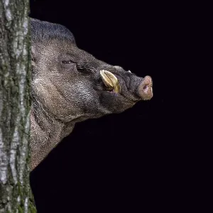 Puerco de Visayas con verrugas en un fondo negro. Puerco de Visayas con verrugas en un fondo negro.