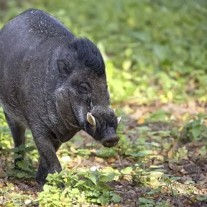 Cerdo Visayo con verrugas en el bosque. Cerdo Visayo con verrugas en el bosque.