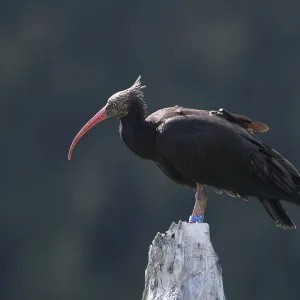 Waldrapp Ibis Print in Flight