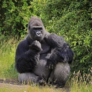 Western Gorilla Print - Adult Silverback Male Western Gorilla Print - Adult Silverback Male