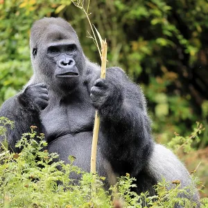 Western Gorilla Print: Adult Male Silverback Eating Western Gorilla Print: Adult Male Silverback Eating