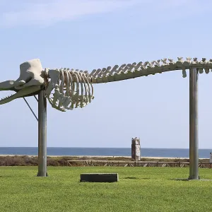 Print of Stranded Sperm Whale Skeleton, Fuerteventura, Spain Print of Stranded Sperm Whale Skeleton, Fuerteventura, Spain