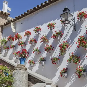 Whitewashed Wall Print with Red Geraniums, Cordoba, Spain Whitewashed Wall Print with Red Geraniums, Cordoba, Spain