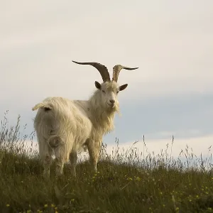 Wild Kashmir Goats Print, Great Orme, Llandudno Wild Kashmir Goats Print, Great Orme, Llandudno