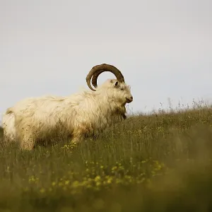 Wild Kashmir Goats Print - Great Orme, Llandudno, Wales Wild Kashmir Goats Print - Great Orme, Llandudno, Wales