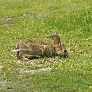 Wild Rabbit Print, Oryctolagus cuniculus Wild Rabbit Print, Oryctolagus cuniculus