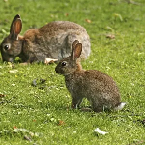 Wild Rabbit Print, Oryctolagus cuniculus Wild Rabbit Print, Oryctolagus cuniculus