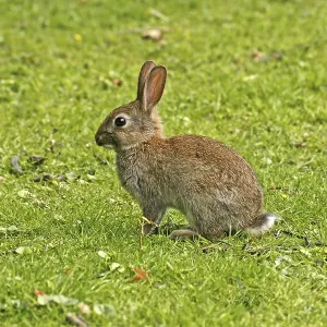 Wild Rabbit Print, Oryctolagus cuniculus Wild Rabbit Print, Oryctolagus cuniculus