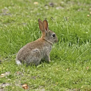 Wild Rabbit Print, Oryctolagus cuniculus Wild Rabbit Print, Oryctolagus cuniculus