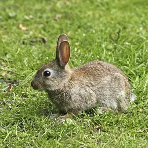 Wild Rabbit Print, Oryctolagus cuniculus Wild Rabbit Print, Oryctolagus cuniculus