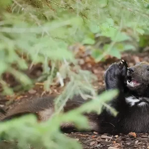 Wolverine or Bear Marten (Gulo gulo), Feeding, Captive Print Wolverine or Bear Marten (Gulo gulo), Feeding, Captive Print